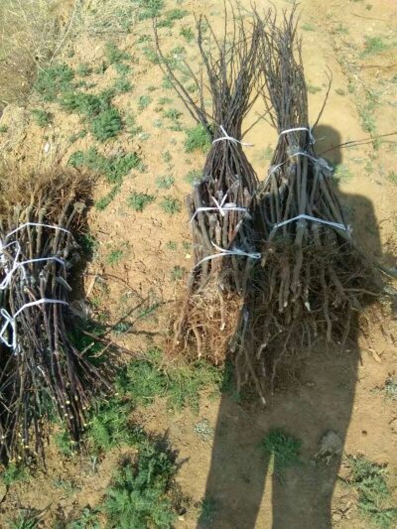 糖心苹果苗红肉苹果苗山西苹果苗供货量大