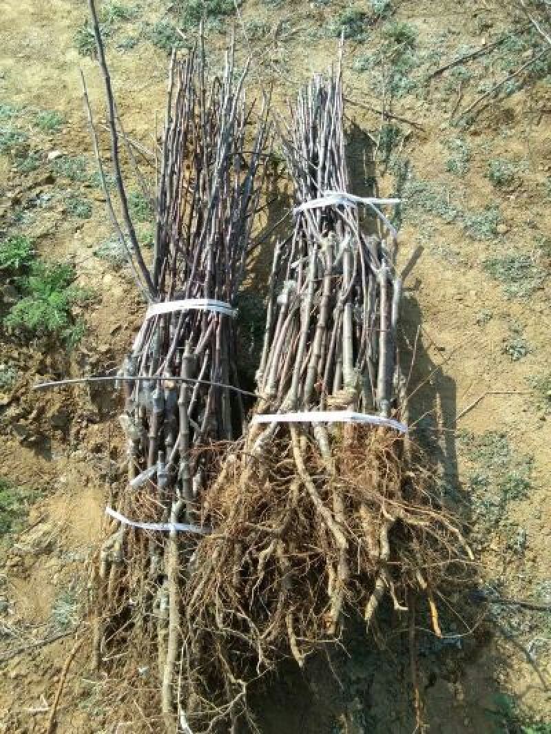 糖心苹果苗红肉苹果苗山西苹果苗供货量大