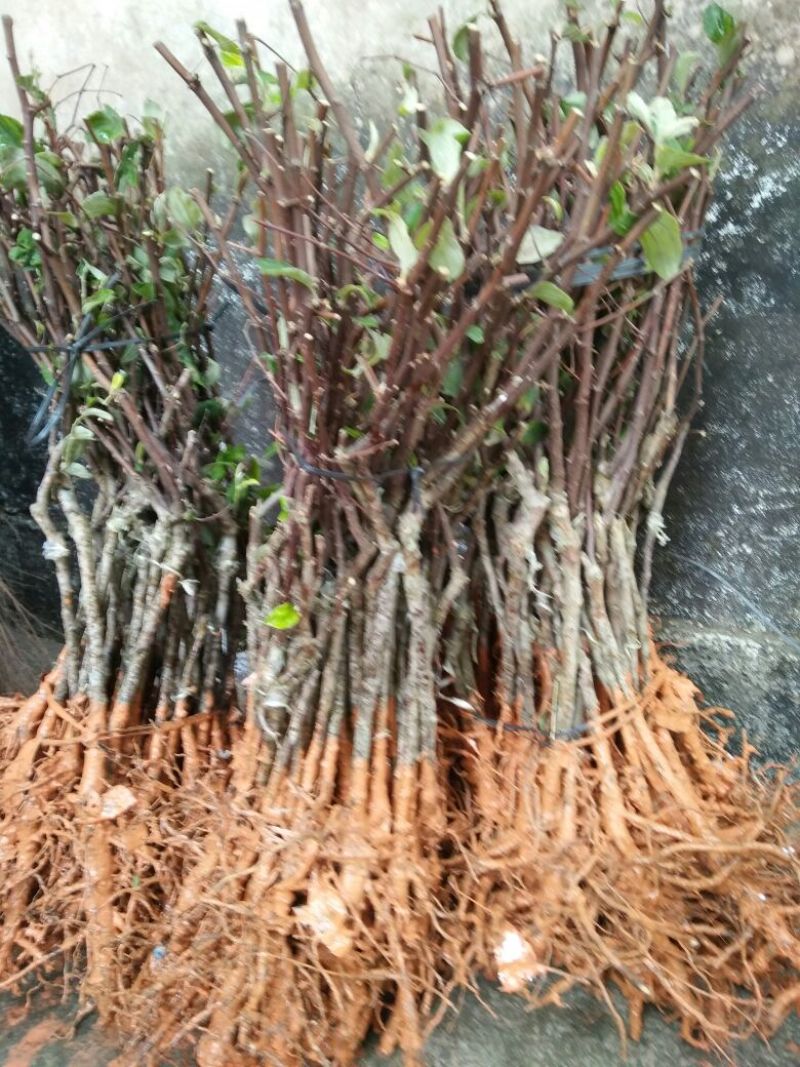 青枣苗30~50cm