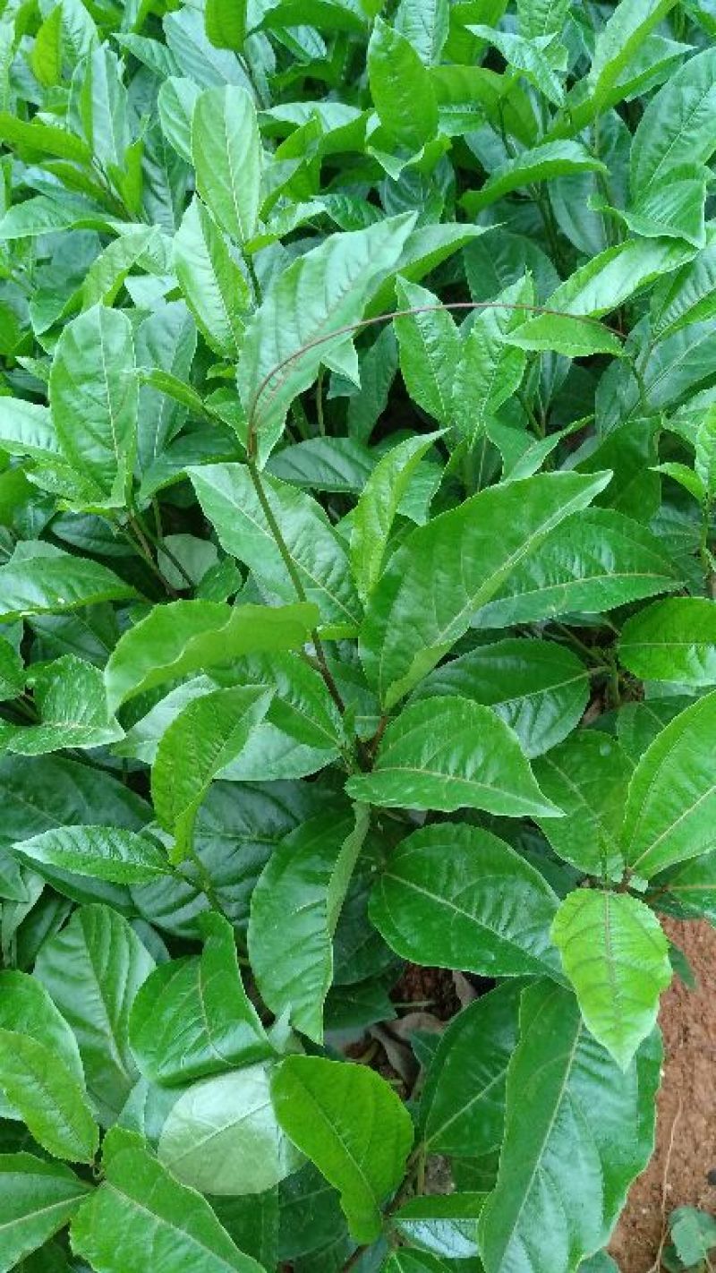 黄金百香果苗芭乐味黄金百香果苗大量现货