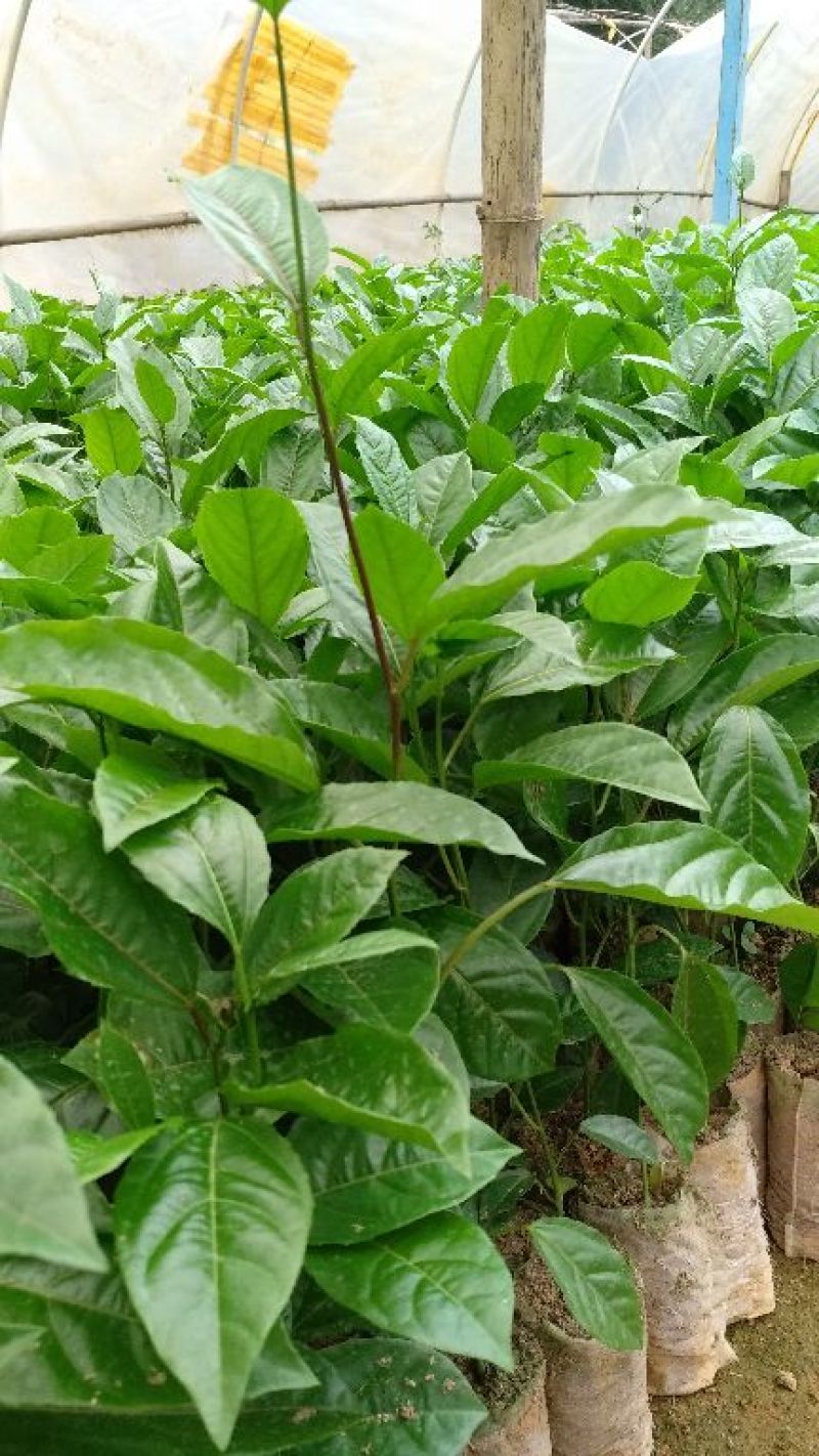黄金百香果苗芭乐味黄金百香果苗大量现货