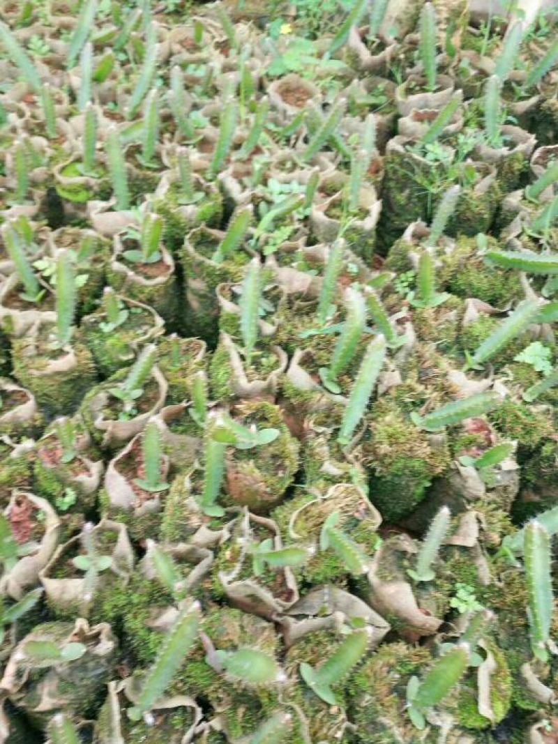 燕窝果苗10cm以下种苗