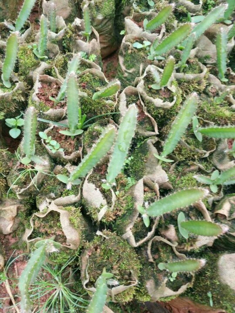 燕窝果苗10cm以下种苗