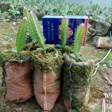 燕窝果苗10cm以下种苗