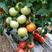 西红柿种子粉果晚春，越夏品种，乾德M725