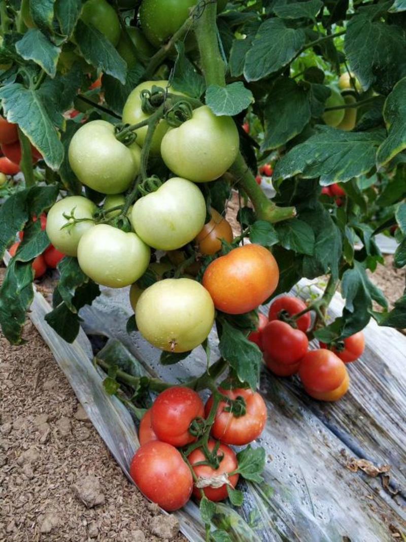 西红柿种子粉果晚春，越夏品种，乾德M725