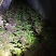 樱花树4cm以下