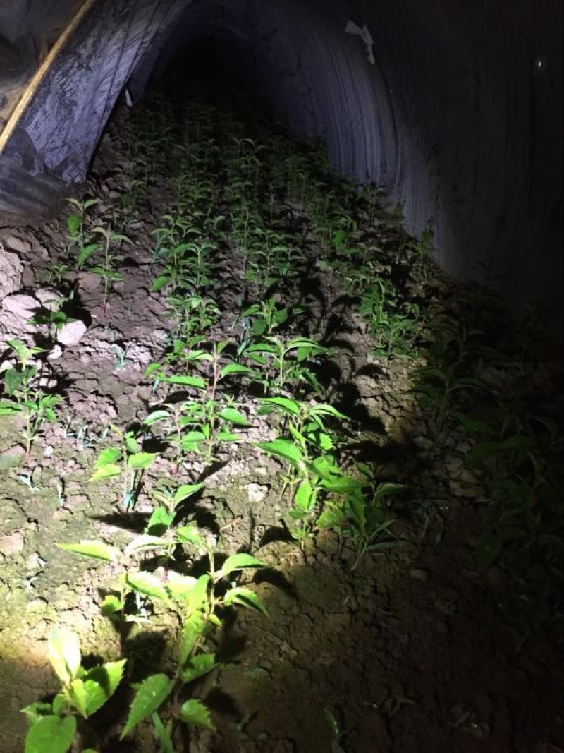樱花树4cm以下