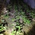 樱花树4cm以下