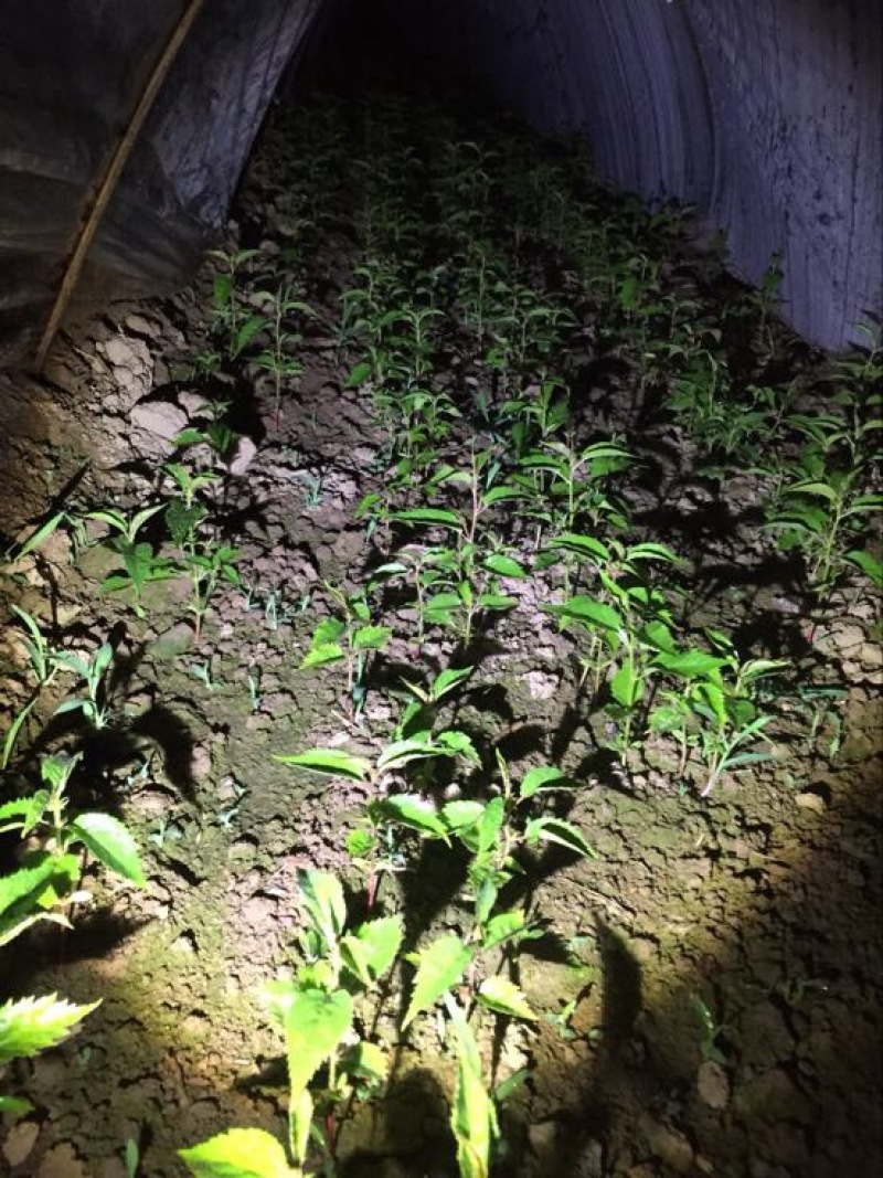 樱花树4cm以下