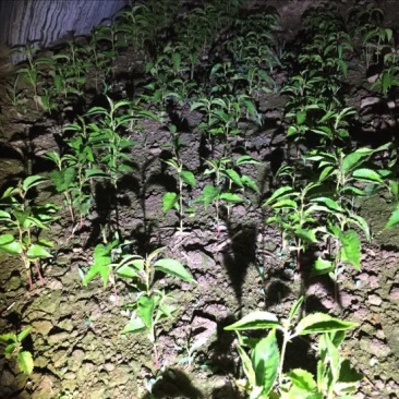 樱花树4cm以下