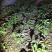 樱花树4cm以下