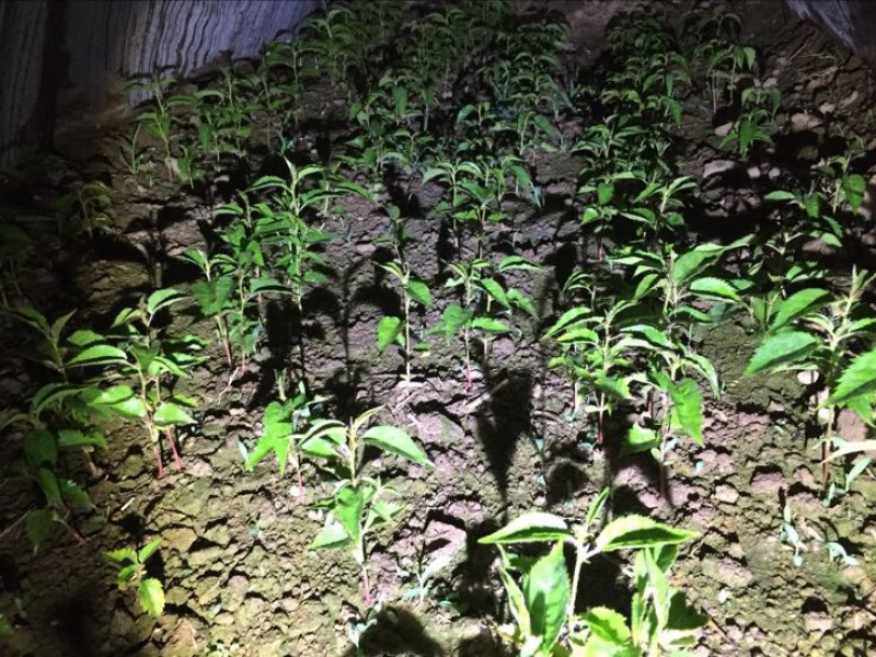 樱花树4cm以下