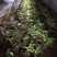 樱花树4cm以下