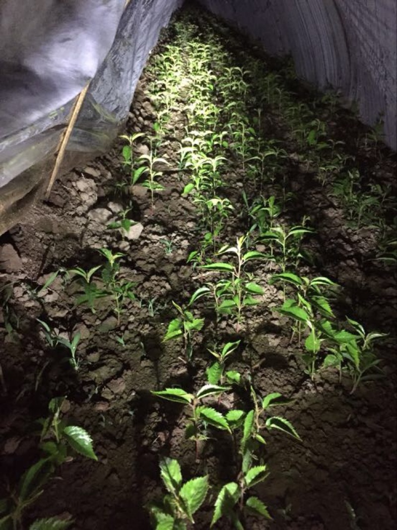 樱花树4cm以下