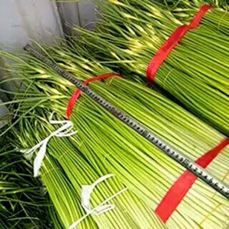 蒜薹精品60~70cm，无泡水，