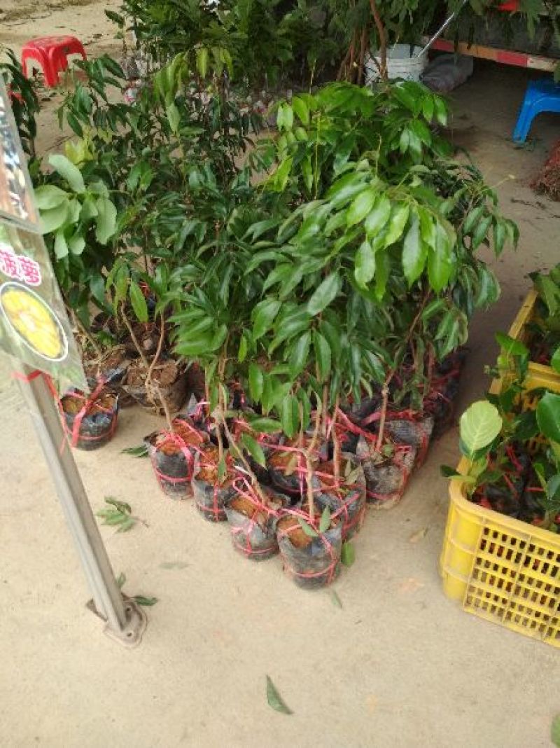 龙眼树苗50~80cm，优质苗木，高产，稳产