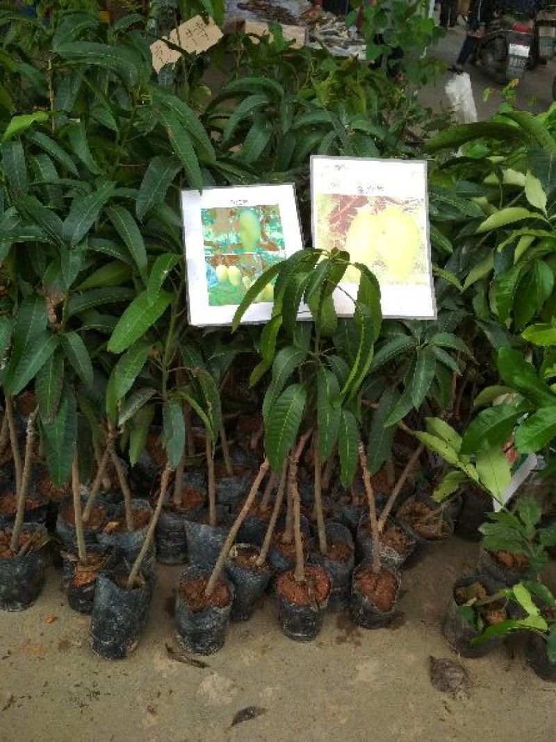 金煌芒树苗1~1.5m，高产，稳产，优质
