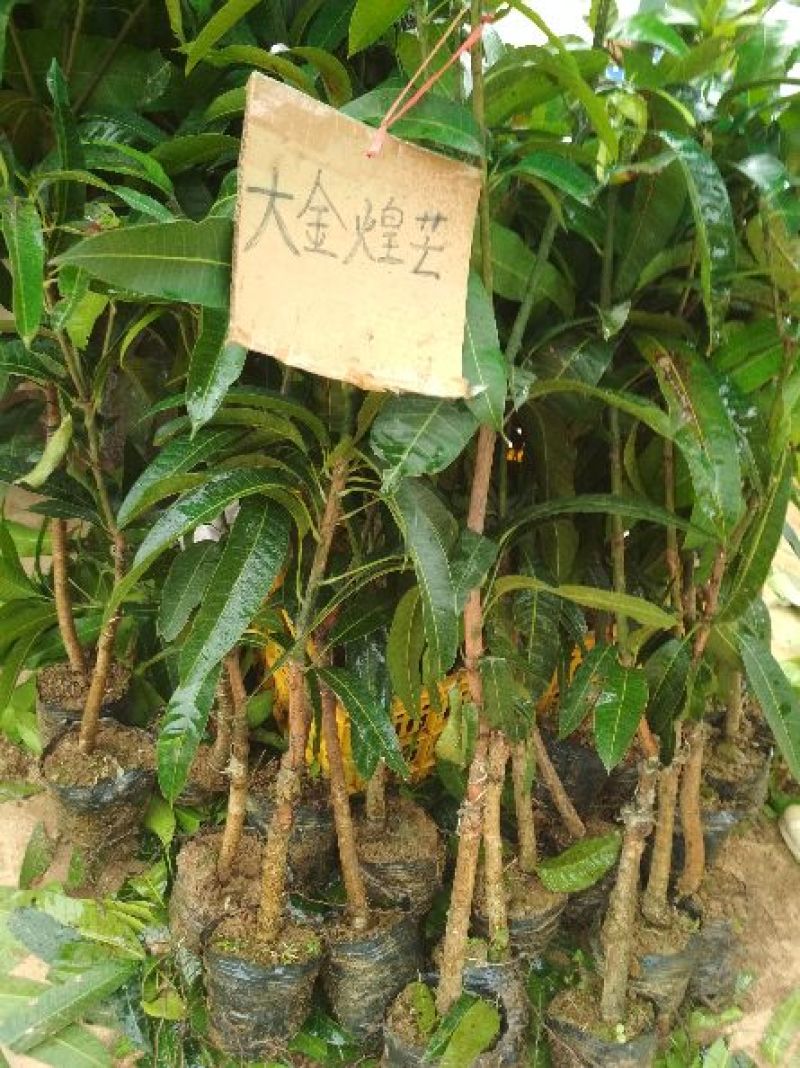 金煌芒树苗1~1.5m，高产，稳产，优质