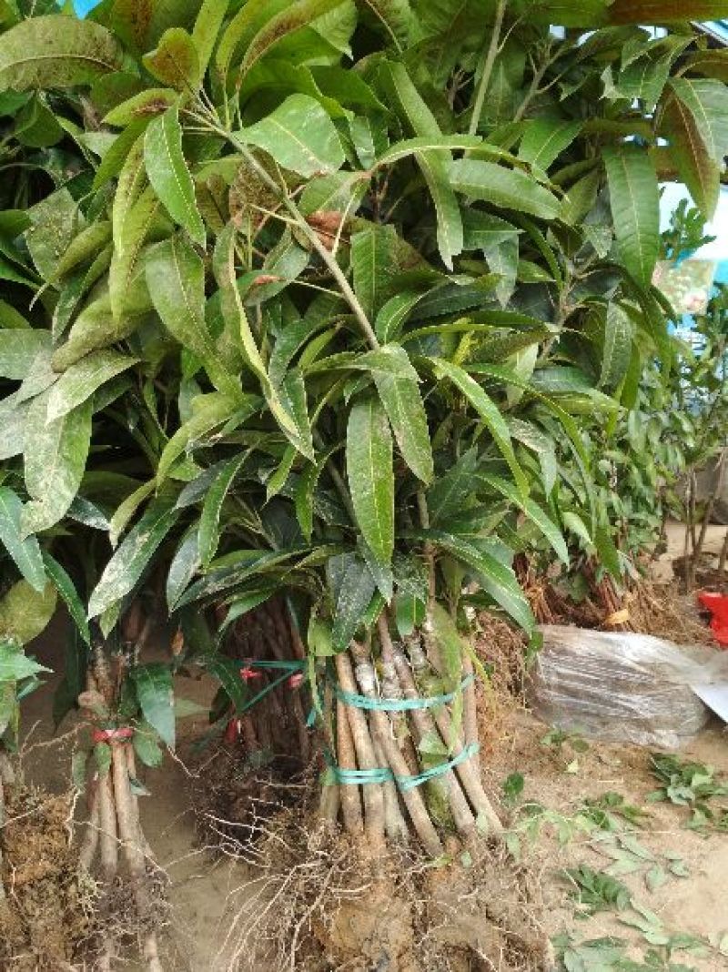 金煌芒树苗1~1.5m，高产，稳产，优质