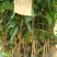 金煌芒树苗1~1.5m，高产，稳产，优质
