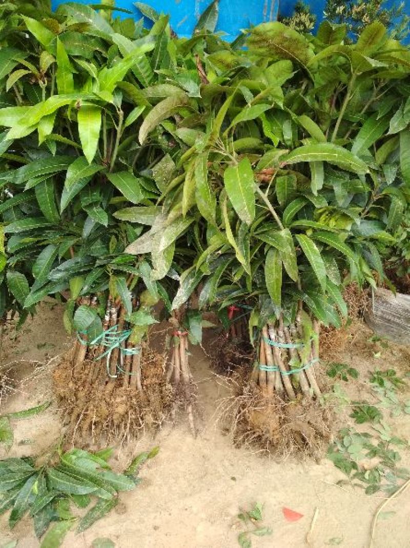 金煌芒树苗1~1.5m，高产，稳产，优质