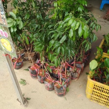 妃子笑荔枝苗50~80cm优质苗木，高产，稳产