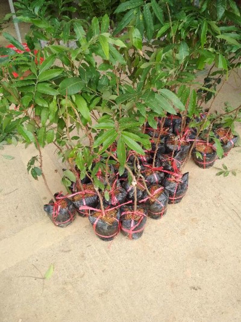妃子笑荔枝苗50~80cm优质苗木，高产，稳产