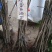 罗田板栗苗50~80cm优质苗木，高产，稳产