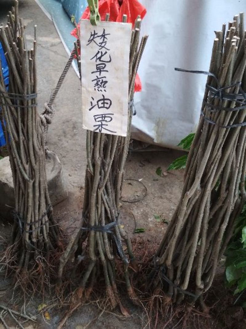 罗田板栗苗50~80cm优质苗木，高产，稳产
