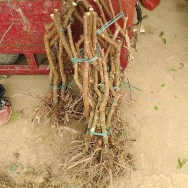 罗田板栗苗50~80cm优质苗木，高产，稳产