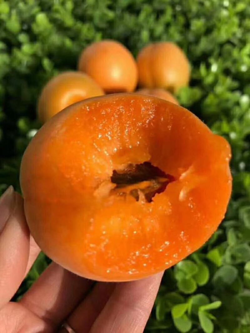 金太阳杏产地价格，丰源红杏产地价格，货源充足。