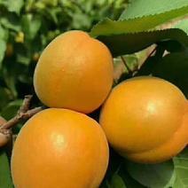 金太阳杏产地价格，丰源红杏产地价格，货源充足。