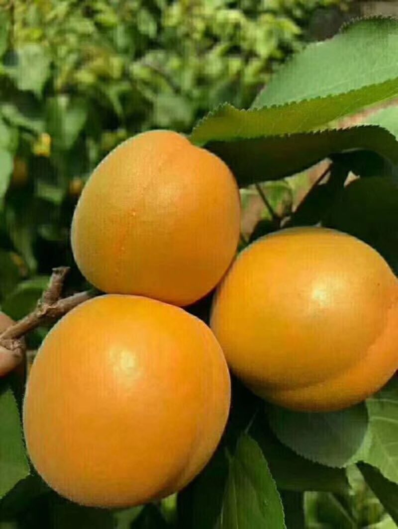 金太阳杏产地价格，丰源红杏产地价格，货源充足。