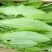 散叶生菜7两~8两