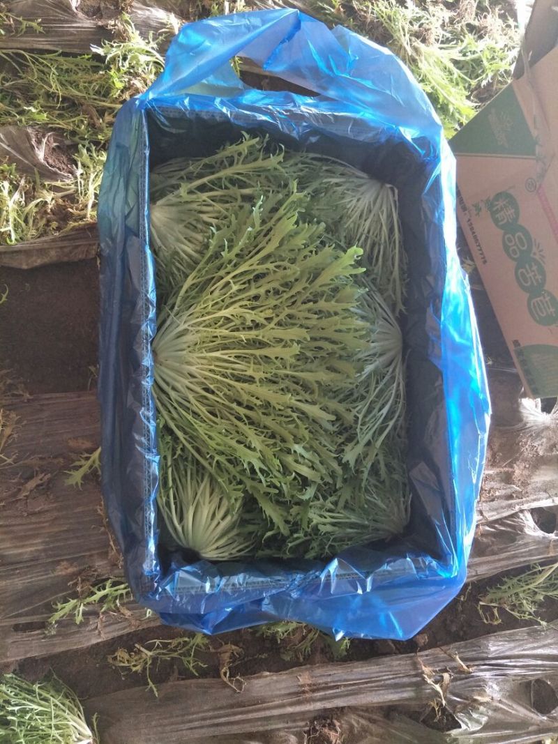 散叶生菜7两~8两