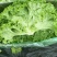 散叶生菜7两~8两