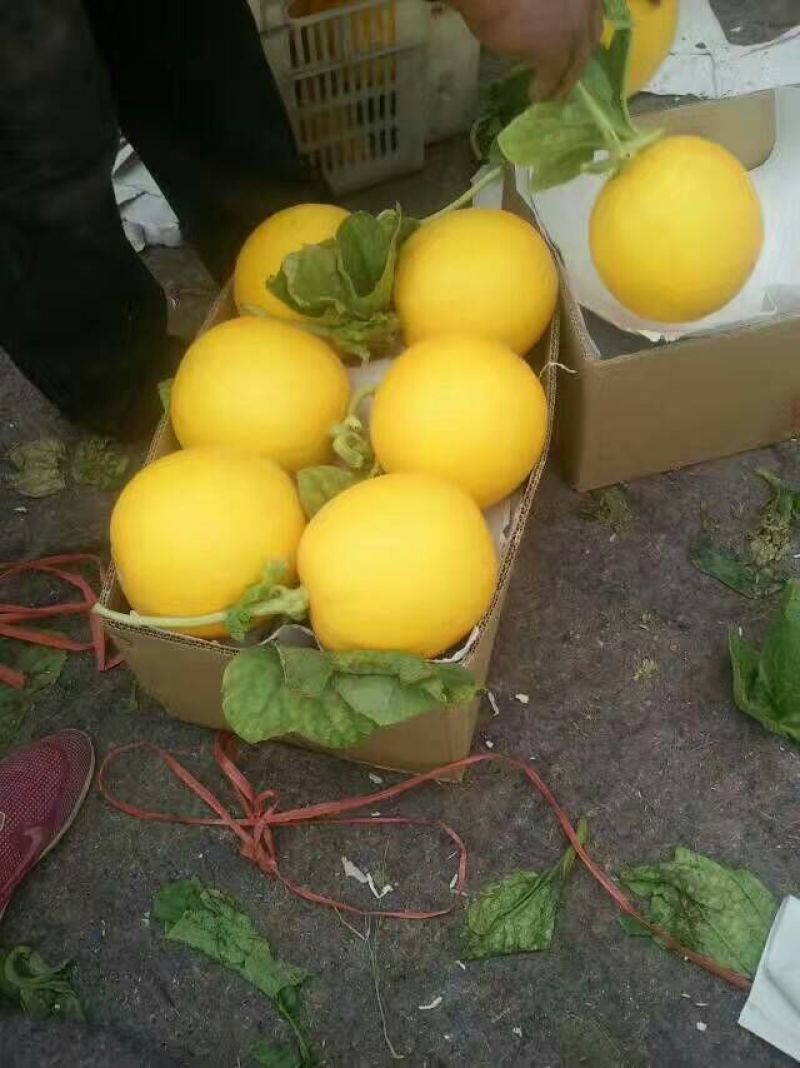 久红瑞沙白博洋质量保证可以全国发货