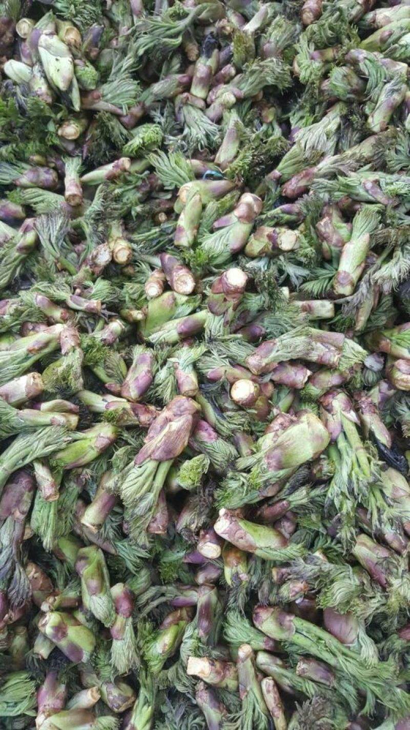 刺嫩芽有货东北山野菜，