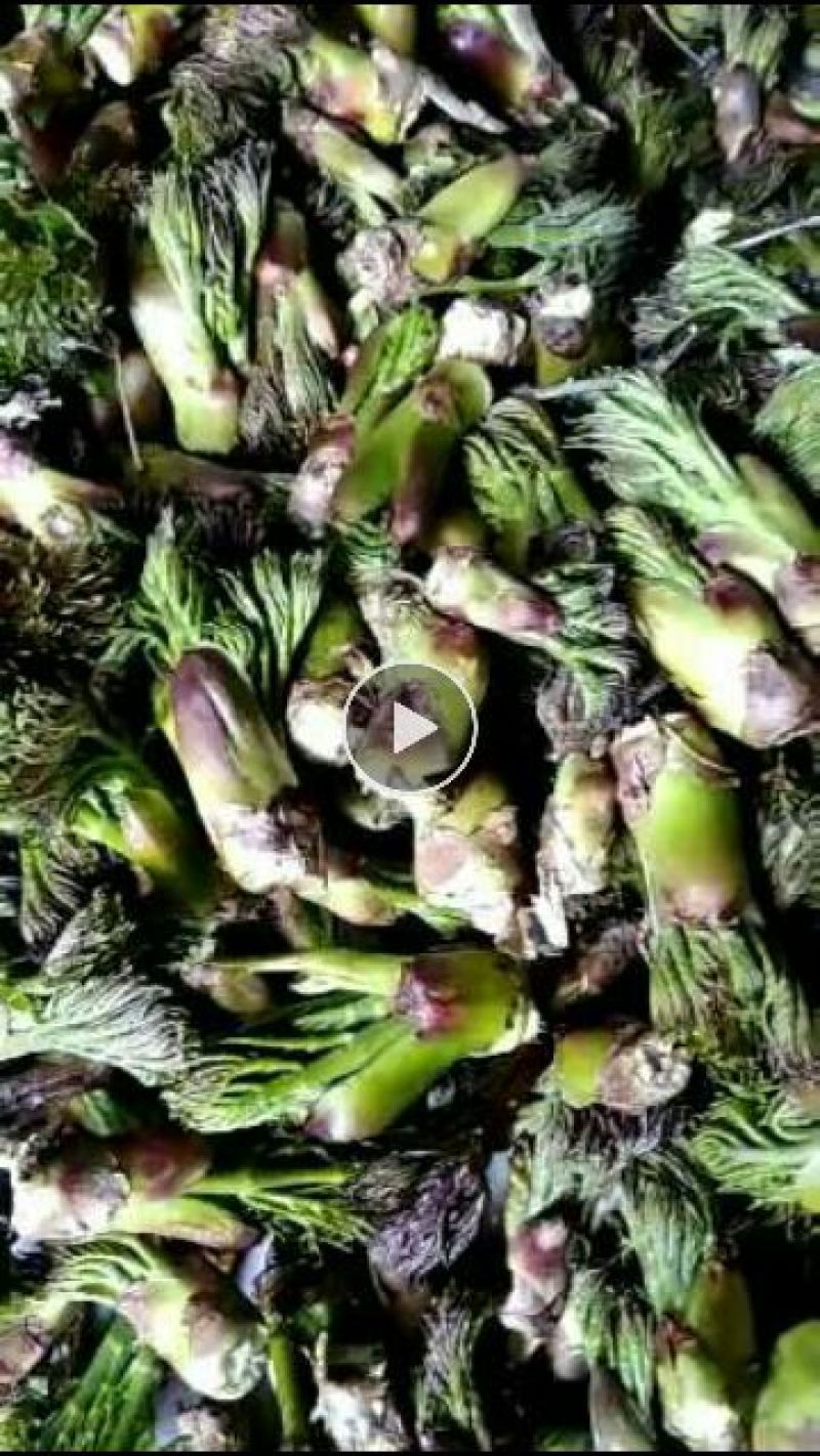 刺嫩芽有货东北山野菜，