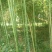 竹子1~2m