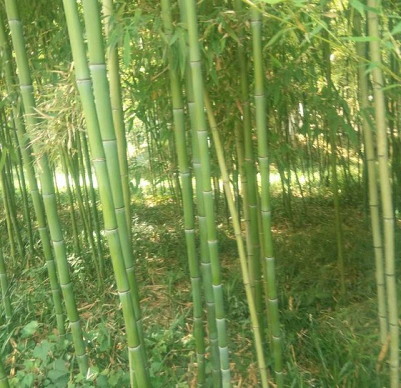 竹子1~2m
