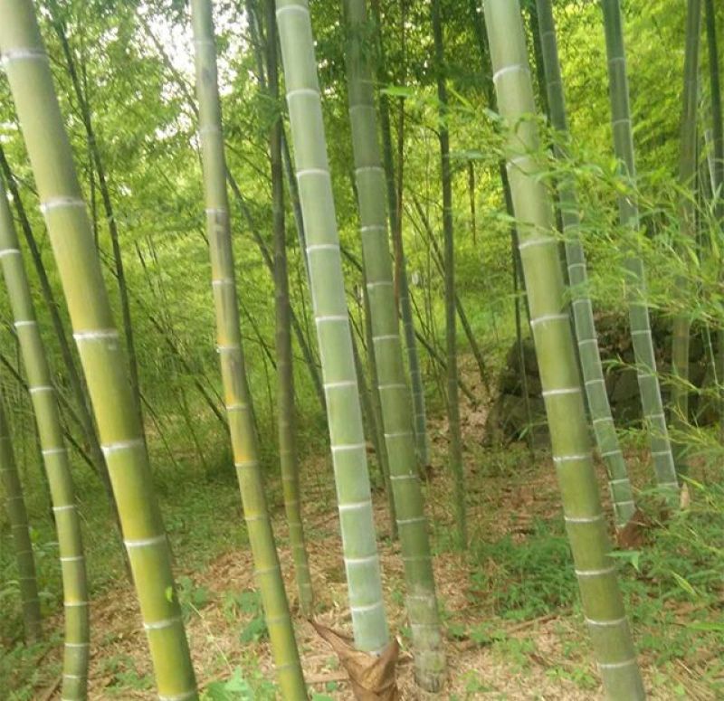 竹子1~2m