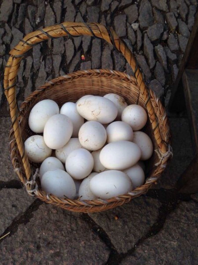 鹅照蛋食用
