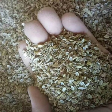 防风籽，防风种苗。，改良防风种，北防风。