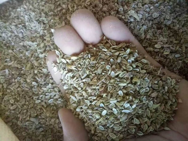 防风籽，防风种苗。，改良防风种，北防风。