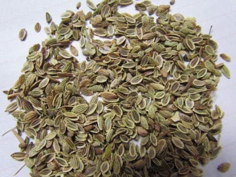 防风籽，防风种苗。，改良防风种，北防风。