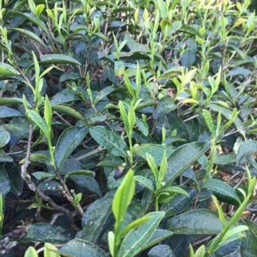 黄山毛峰茶叶自家茶园