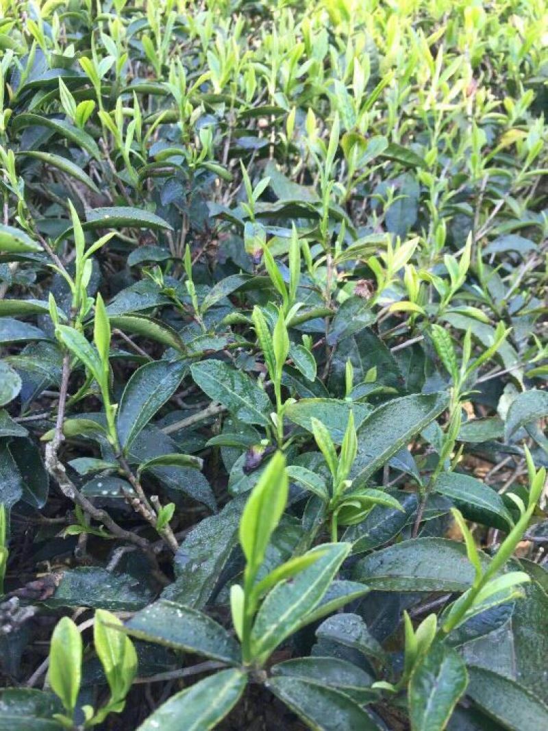 黄山毛峰茶叶自家茶园