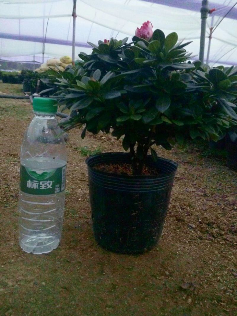 品种杜鹃之一红双喜杜鹃花
